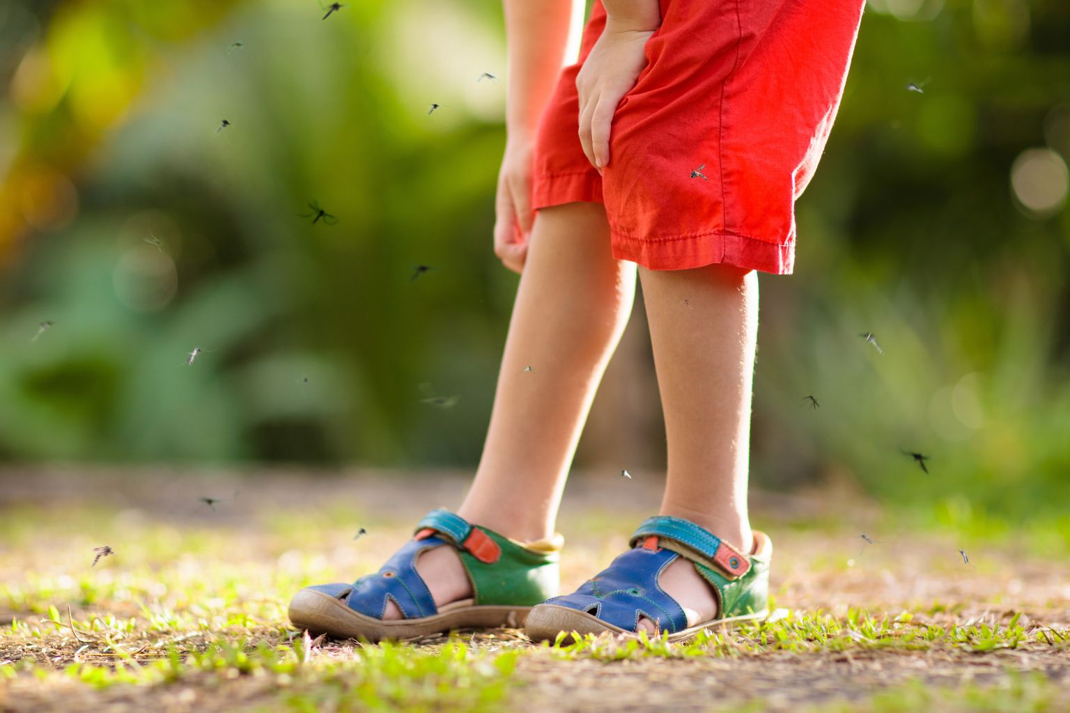 Punture di zanzare: come rimediare velocemente?